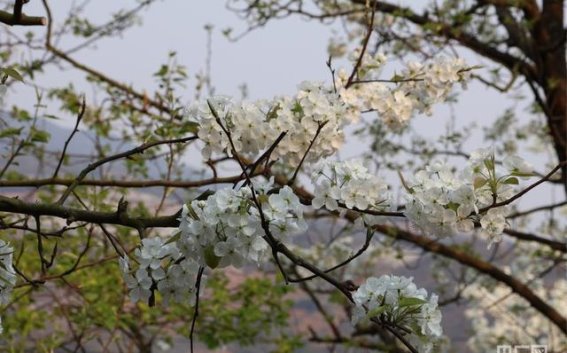 春日梨花盛放，个旧梨花经济崛起
