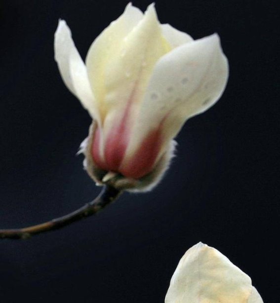 春雨润花开，鹤峰春色尽展风华