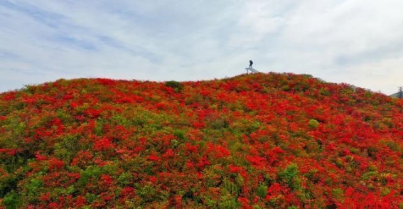 春天的花海：湖南赏花指南