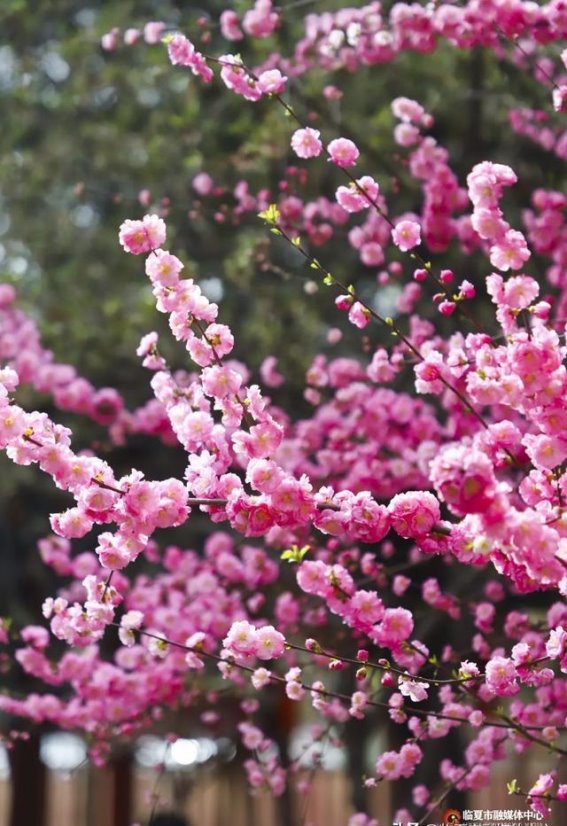 与春天邂逅——在临夏的温暖时光里