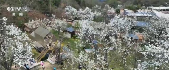 春暖花开，花海经济助力乡村振兴