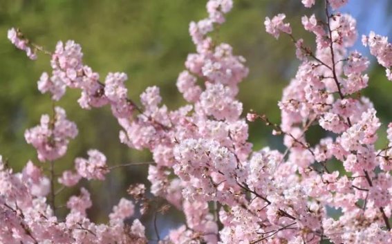 北京春季花事攻略：畅游五大花卉盛宴，邂逅浪漫春光