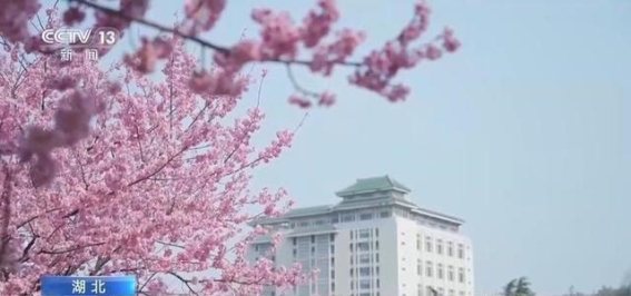 境外游客追花之旅：湖北春日花海吸引四方游客