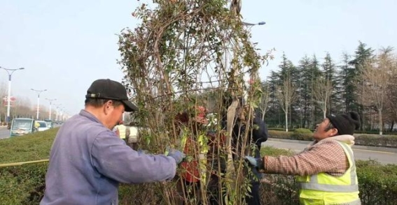 光明大道月季花瓶景观亮相 枣庄市市中区绿化全面升级
