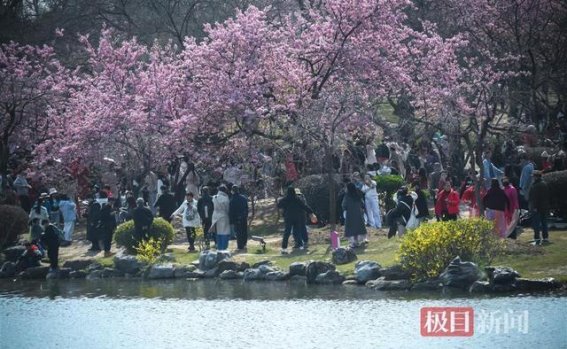 东湖樱花园的春日盛宴
