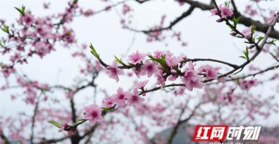 江永香花井村：万亩桃林迎春绽放，春日景色尽在眼前