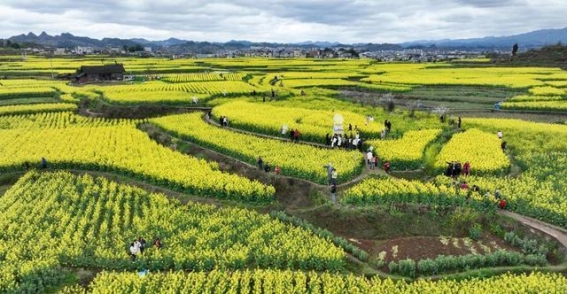 贵州黄平：油菜花开助力乡村振兴