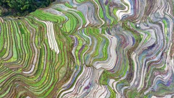 春日加榜梯田：贵州从江的田园奇景