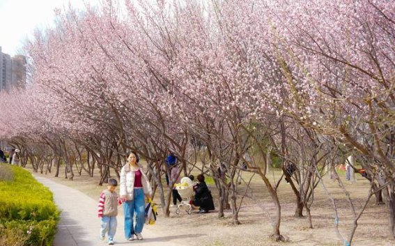 杨家河公园梅花绽放，寒冬中的一抹春色