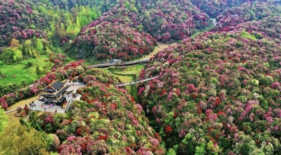 清明节去哪儿旅游最适合？这些地方让你感受春天的美丽与温暖
