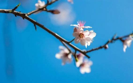 南京玄武湖现罕见六瓣桃花，引发市民游客热议