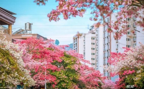 春光盛放，四川的花海与记忆