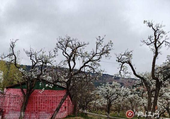 会泽水城：梨花如雪，春风拂面