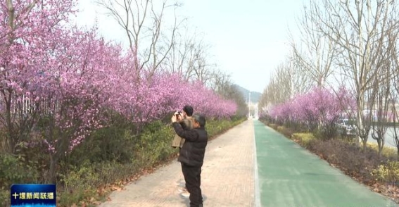 春光无限，十堰花海邀你共赏