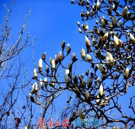 百花公园的玉兰花：春风中的诗与梦