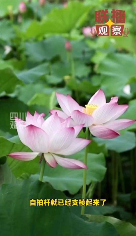 爸妈的头像，也能随季节“想开”